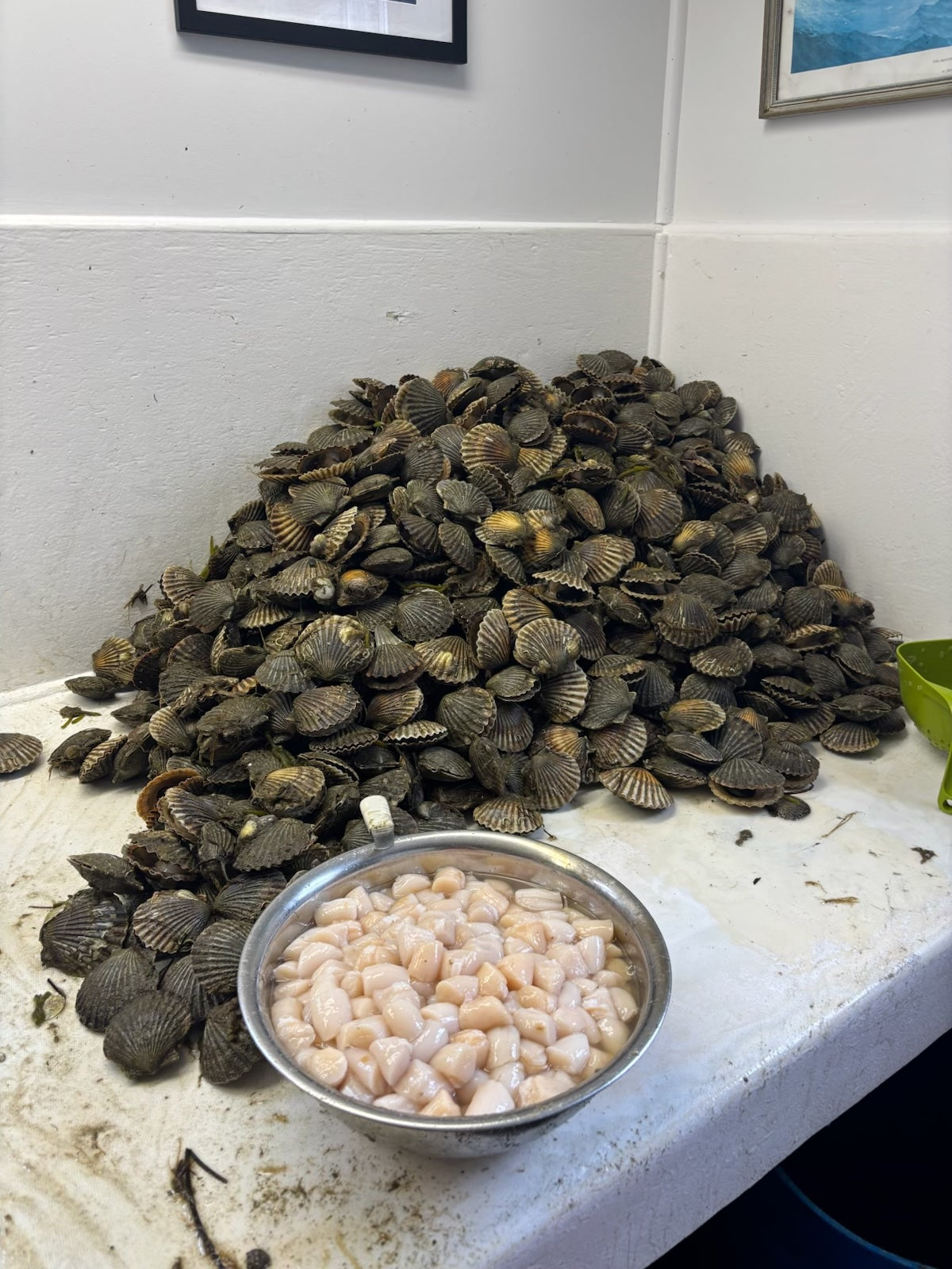 Frozen Nantucket Bay Scallops