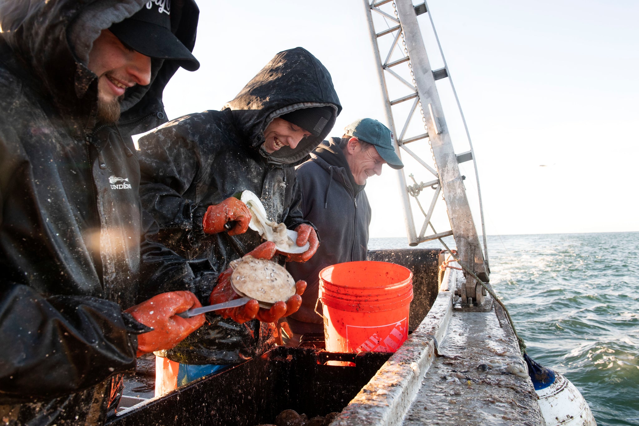 Fresh Maine Dayboat Scallops: One Pound Bag