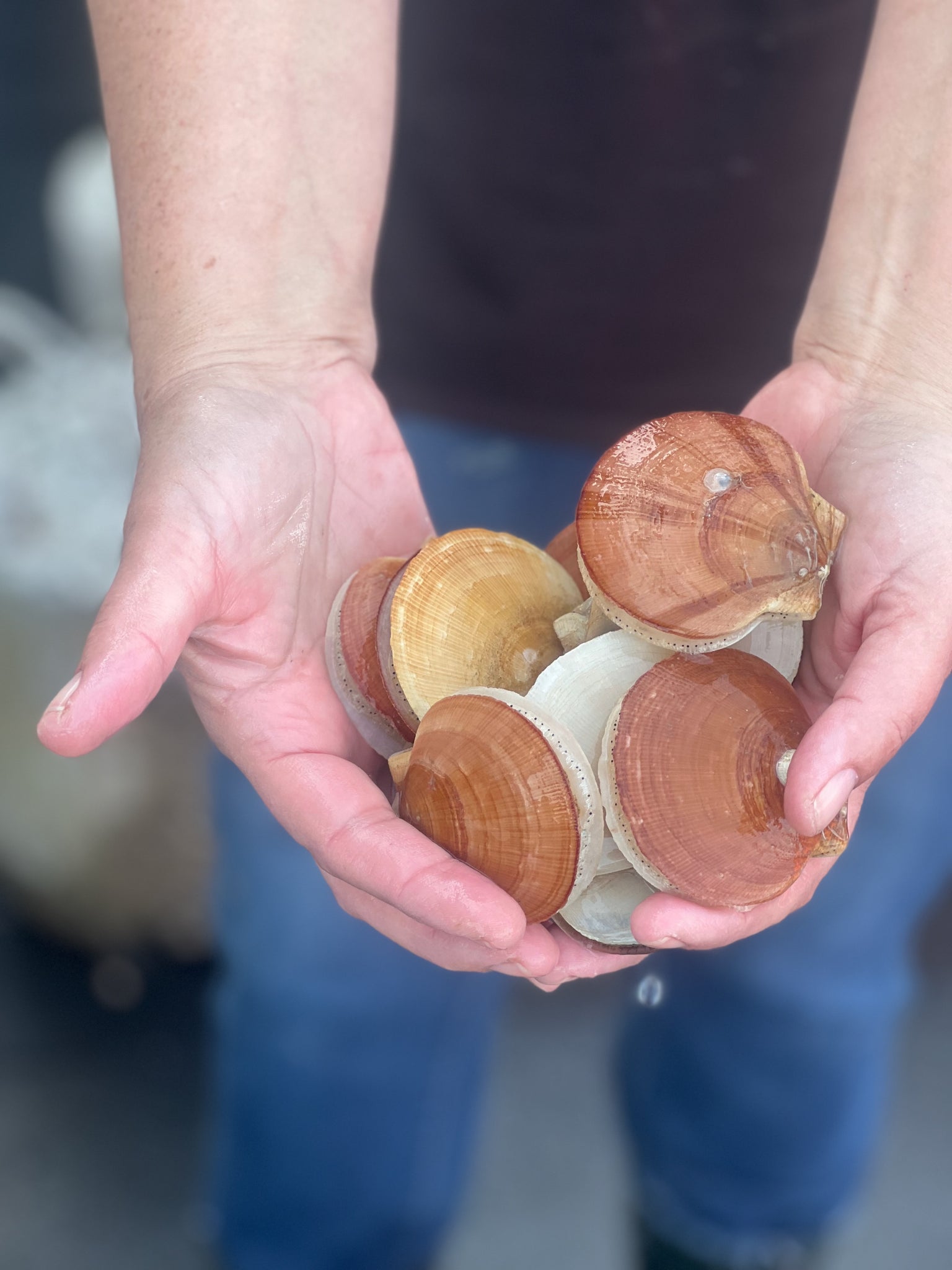 Frozen Dayboat Scallops by the Pound