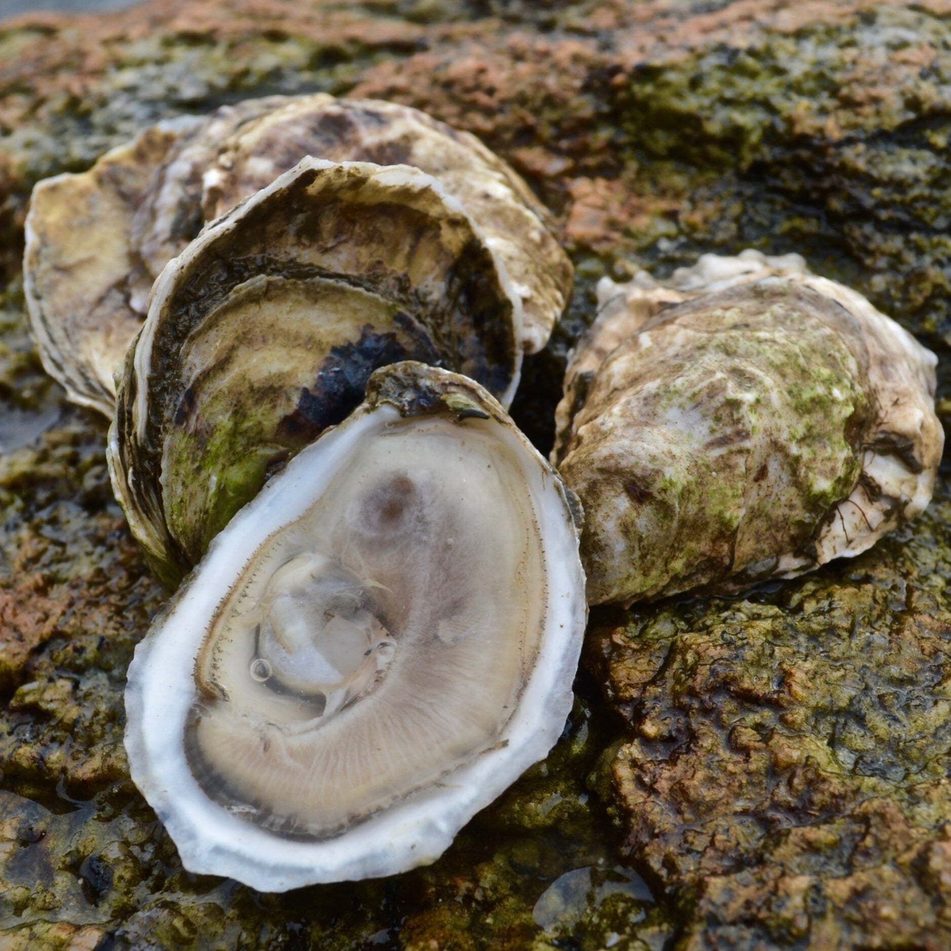 Cora Cressey Oyster Open on rock