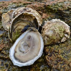 Cora Cressey Oyster Open on rock