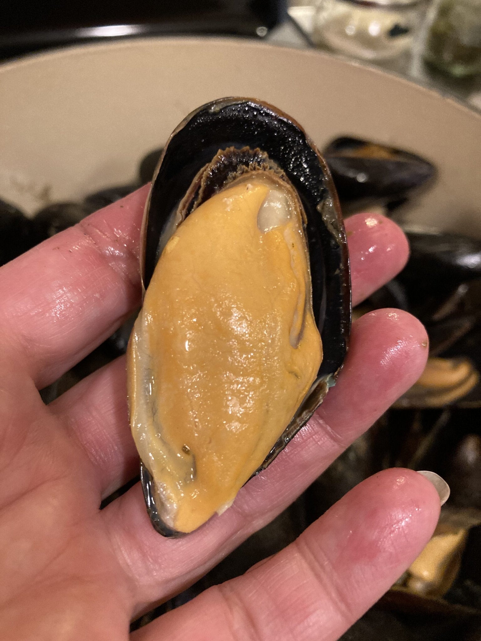 Maine mussel