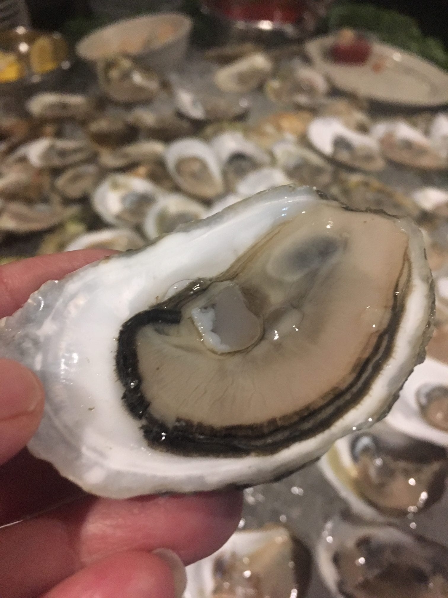 oyster closeup